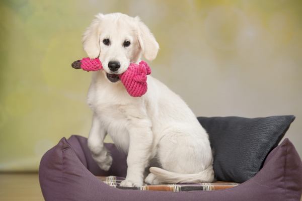 LABONI Franzi Flamingo (reine Baumwolle, mit Naturfarben eingefärbt) – Bild 3