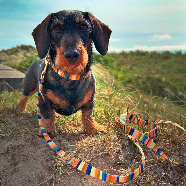 Isartau Hundehalsband „Sommerbrise“ (made in Bayern, aus recycelten PET-Flaschen, 30°C waschbar), XS, XL – Bild 5