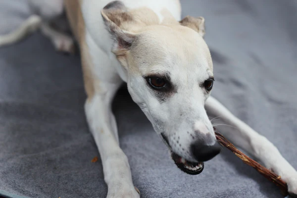 Fleisch-Spaghetti, Schweine Darm, von Welpe bis Senior, 12-20cm lang (100 % Schwein) – Bild 3