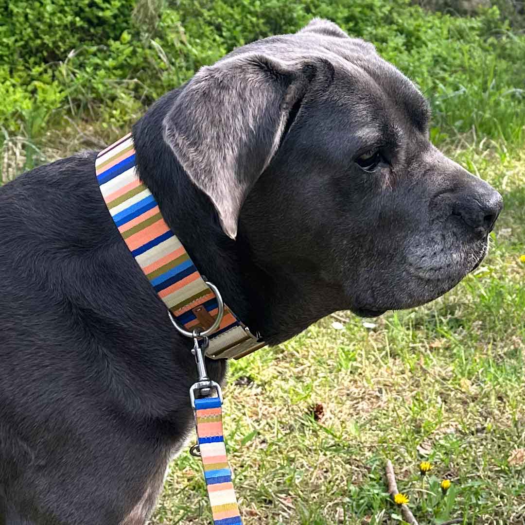 Isartau Hundehalsband „Sommerbrise“ (made in Bayern, aus recycelten PET-Flaschen, 30°C waschbar), XS, XL – Bild 6