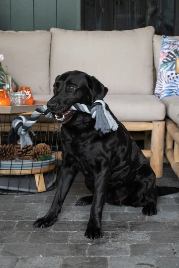 Floss Dental Rope, 100% Baumwolle, 5 Knoten, 145cm – Bild 3