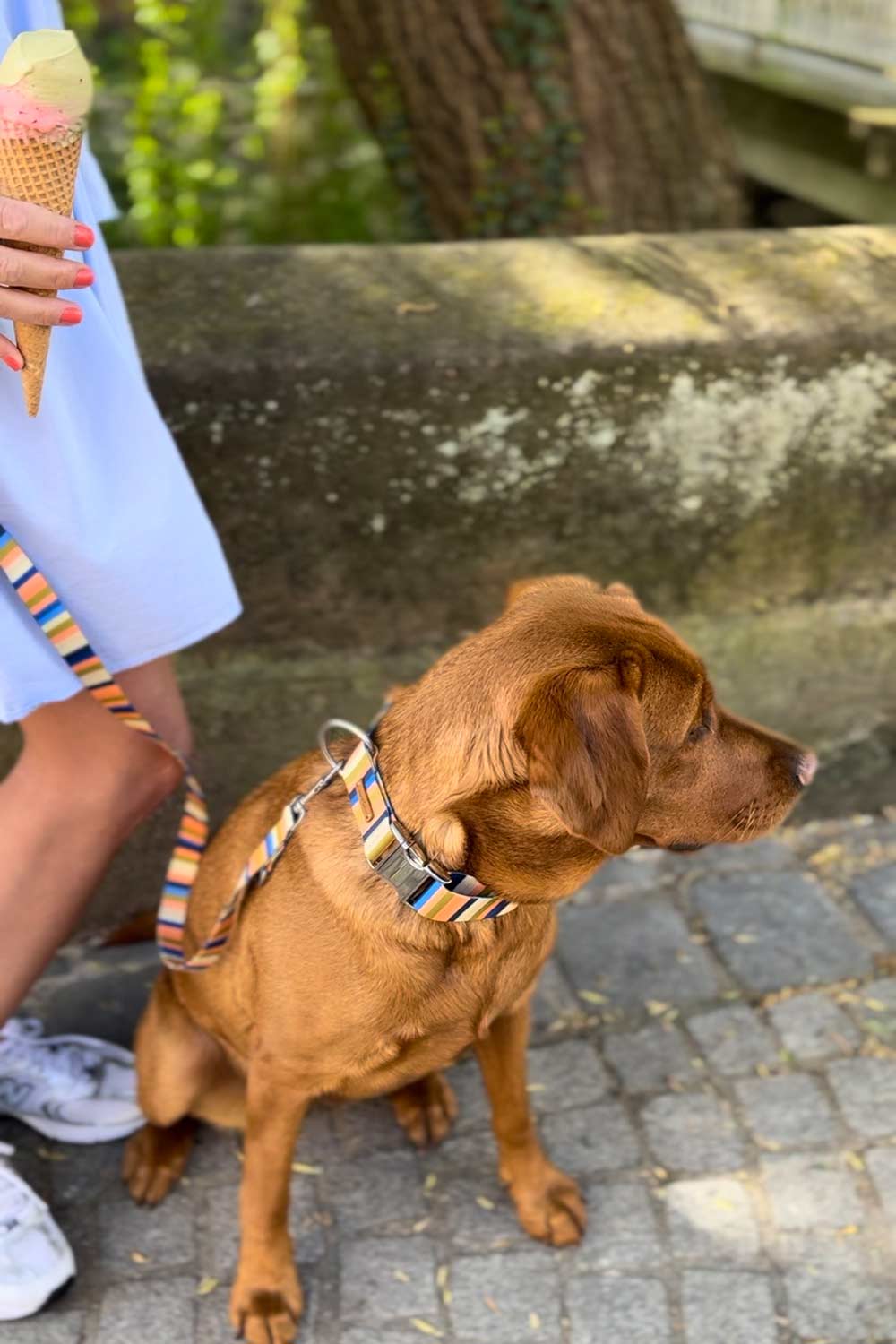 Isartau Hundehalsband „Sommerbrise“ (made in Bayern, aus recycelten PET-Flaschen, 30°C waschbar), XS, XL – Bild 3