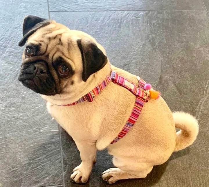 Pellina Hundegeschirr „Boho Pink“, gold, (100% Baumwolle) S, M, L – Bild 5