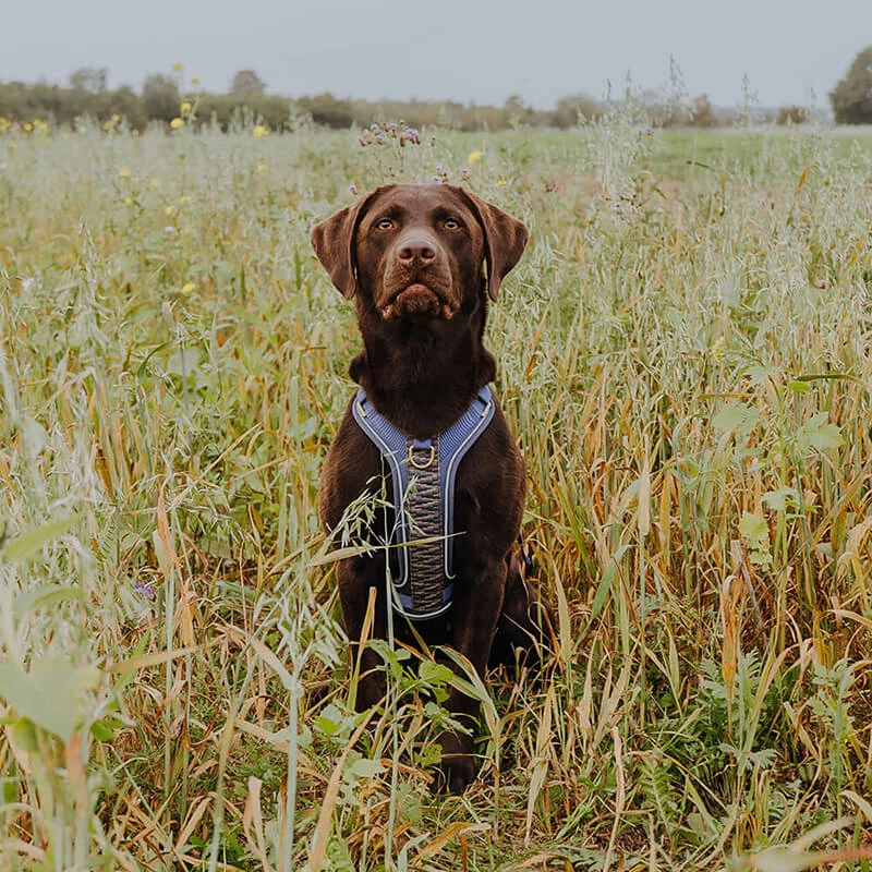 Hey Lana Premium Hundegeschirr gepolstert, mit Haltegriff, 4-fach verstellbar, Reflektoren „Trés chic blau/grau/orange“ XS, S, M, L – Bild 6