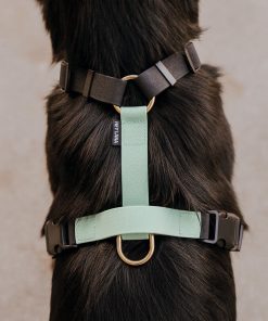 Hey Lana Outdoor Flex-Biothane, 5-fach-verstellbar, mit Haltegriff „schwarz/mint“ (super pflegeleicht), S, M, L