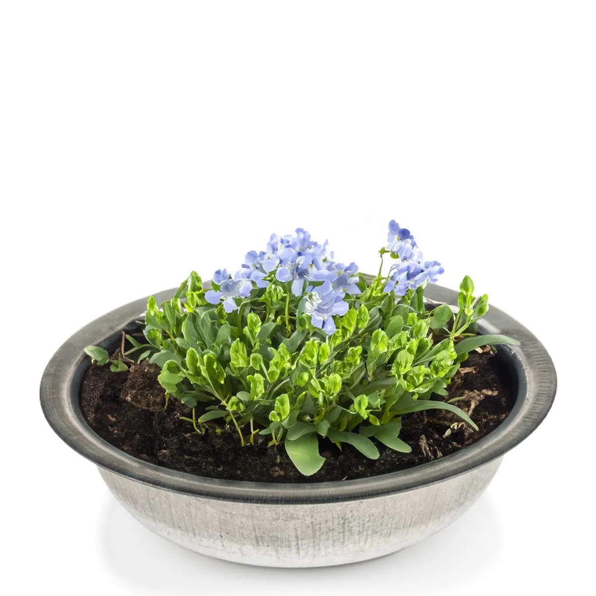 Runde Zinkwannen als Pflanzschalen Metall-Schalen in 2 Größen