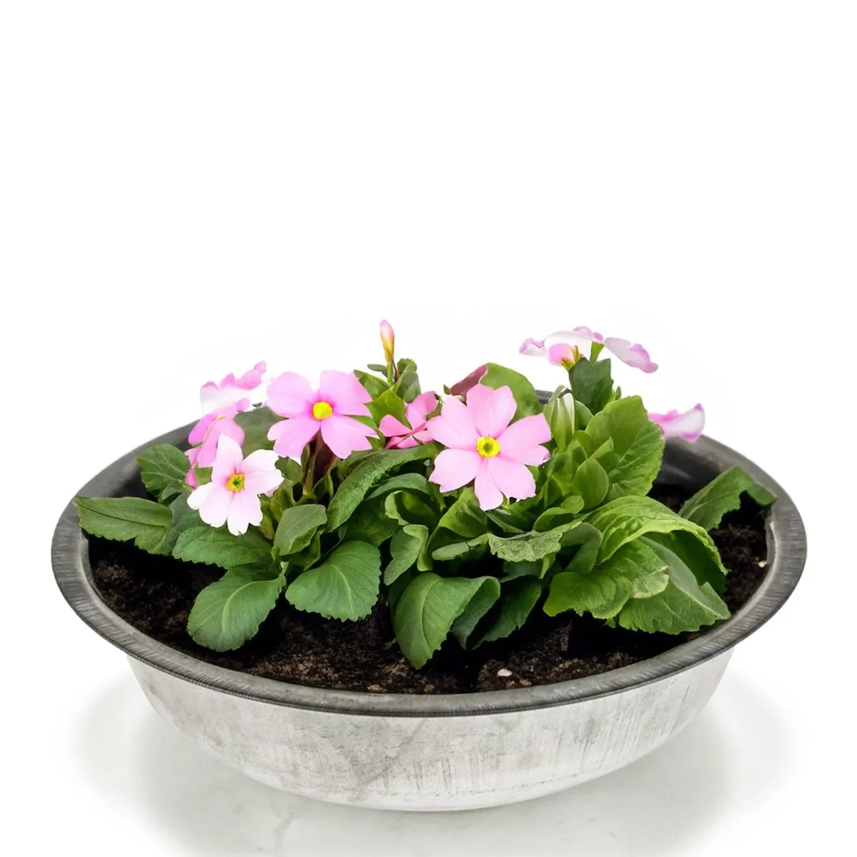 Runde Zinkwannen als Pflanzschalen Metall-Schalen in 2 Größen – Bild 3