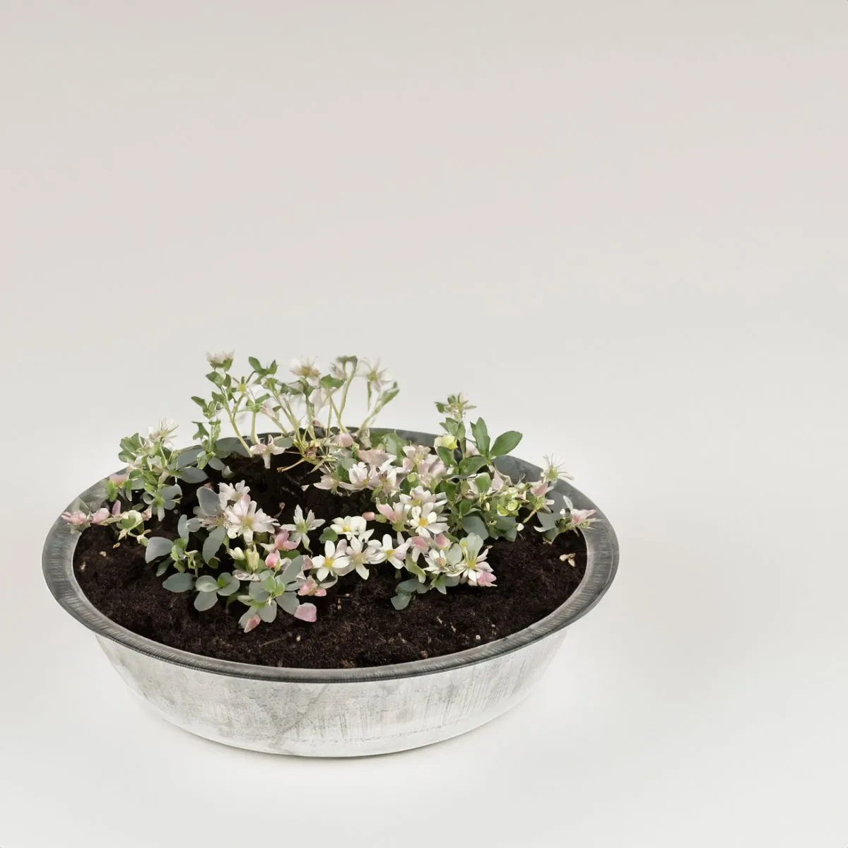 Runde Zinkwannen als Pflanzschalen Metall-Schalen in 2 Größen – Bild 7