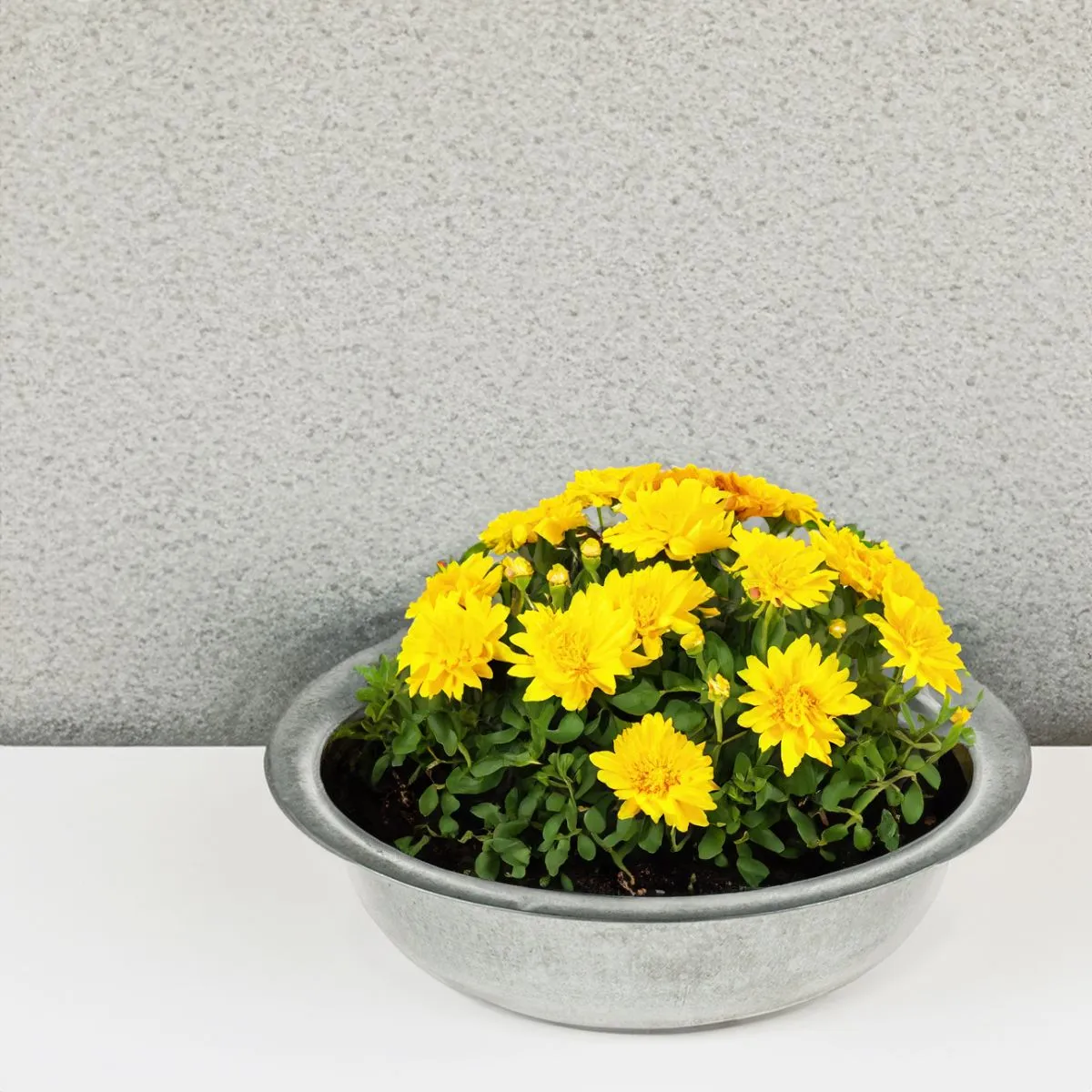 Runde Zinkwannen als Pflanzschalen Metall-Schalen in 2 Größen – Bild 8