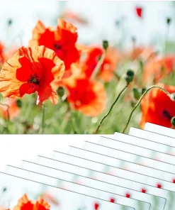 Tischsets Platzsets MOTIV Mohnblumen Mohn Wiese 12 Stk. abwaschbar