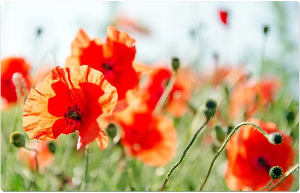 Tischsets Platzsets MOTIV Mohnblumen Mohn Wiese 12 Stk. abwaschbar – Bild 3