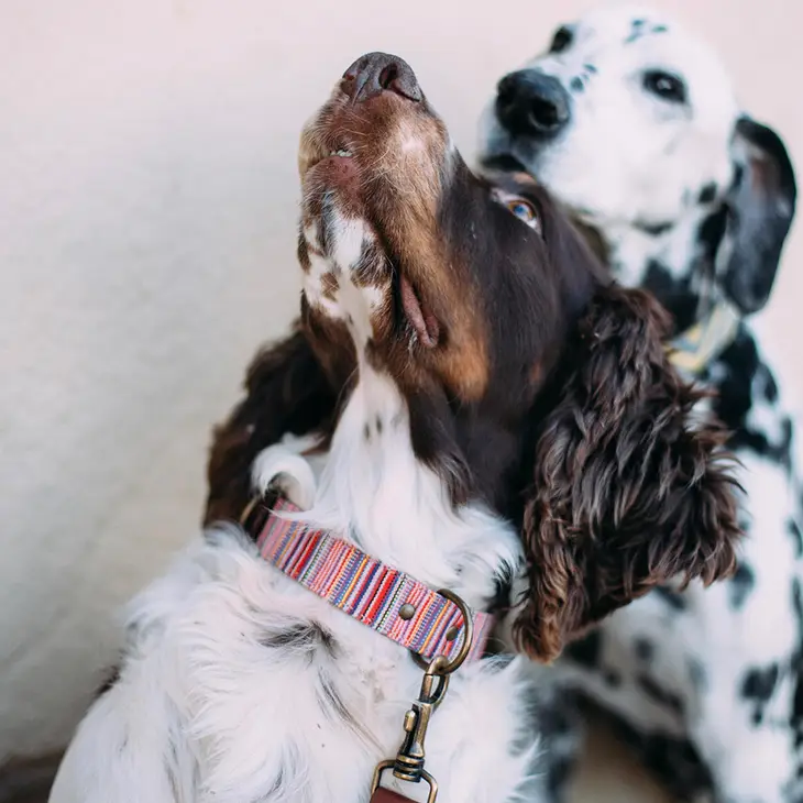 Bunte Streifen, Leder/Stoff-Halsband (XS, XL) – Bild 4