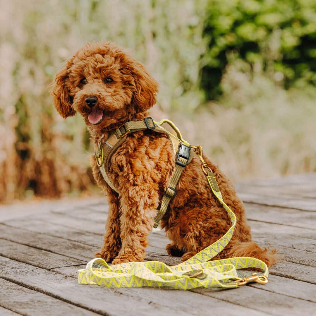 Hey Lana Premium Hundeleine 3-fach verstellbar, 2m, Rindsleder, gewebte Biobaumwolle, „Trés chic olive/neongelb“ XS, 2cm (bis 20kg) – Bild 3