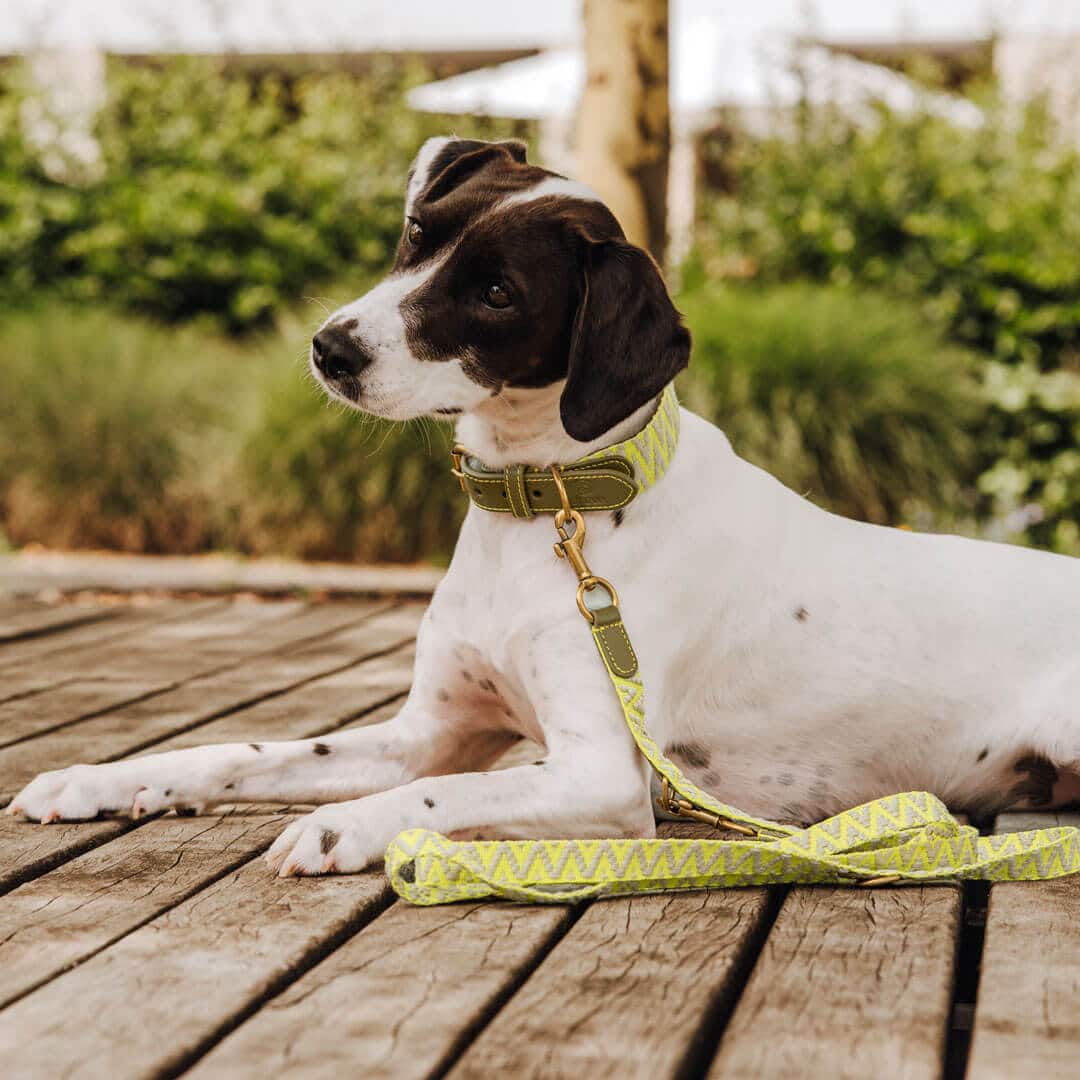 Hey Lana Premium Hundeleine 3-fach verstellbar, 2m, Rindsleder, gewebte Biobaumwolle, „Trés chic olive/neongelb“ XS, 2cm (bis 20kg) – Bild 4
