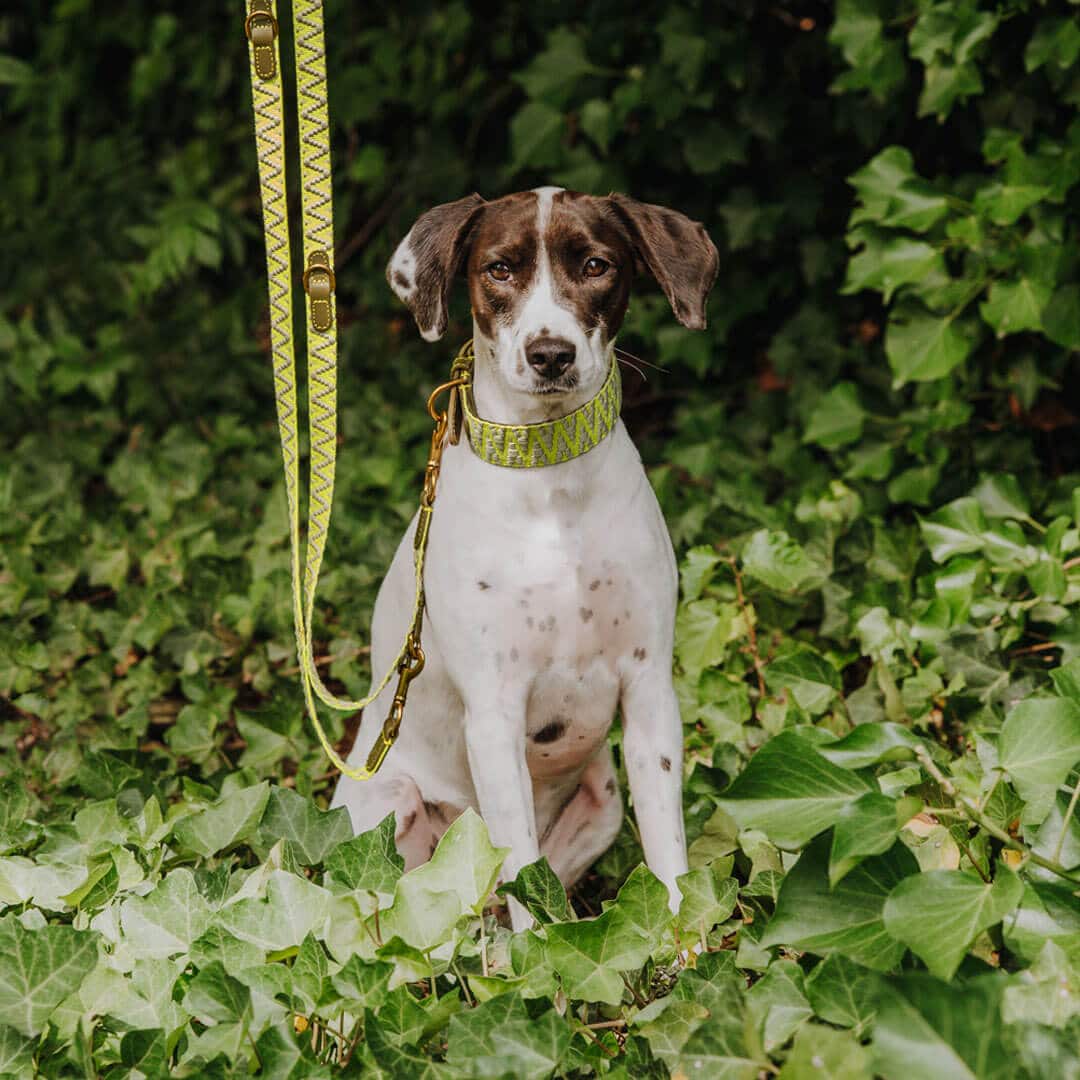 Hey Lana Premium Hundeleine 3-fach verstellbar, 2m, Rindsleder, gewebte Biobaumwolle, „Trés chic olive/neongelb“ XS, 2cm (bis 20kg) – Bild 7