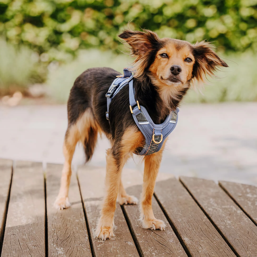 Hey Lana Premium Hundegeschirr gepolstert, mit Haltegriff, 4-fach verstellbar, Reflektoren „Trés chic blau/grau/orange“ XS, S, M, L – Bild 9