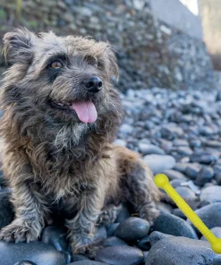 Moby Hundestock, extrem robust, PVC-frei, schwimmt, made in germany, 17x3cm, klein (pink, orange, türkis, gelb)