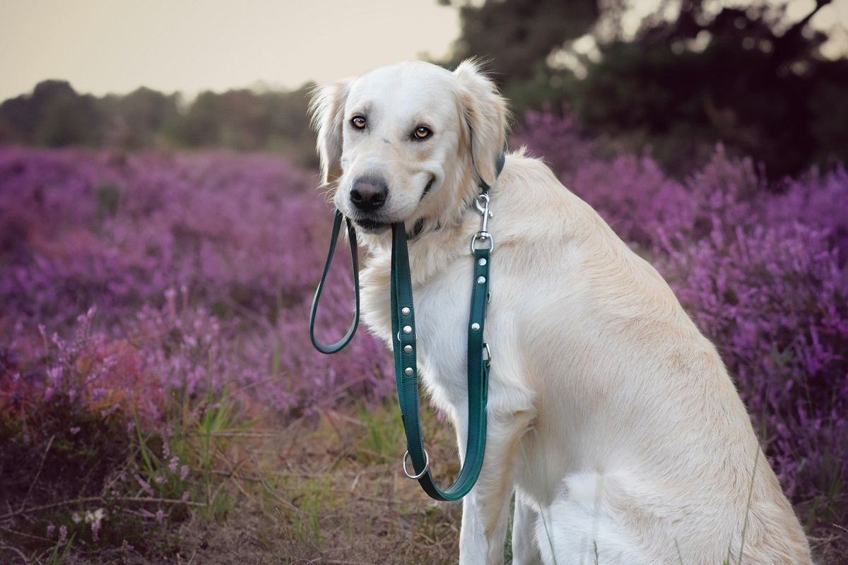 Das Lederband, Weinheim Führleine, 3-fach verstellbar, weiches Echtleder aus Deutschland, Länge 2m, Breite 18mm, hunting green – Bild 3